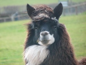 Cantref Adventure Farm and Riding Centre