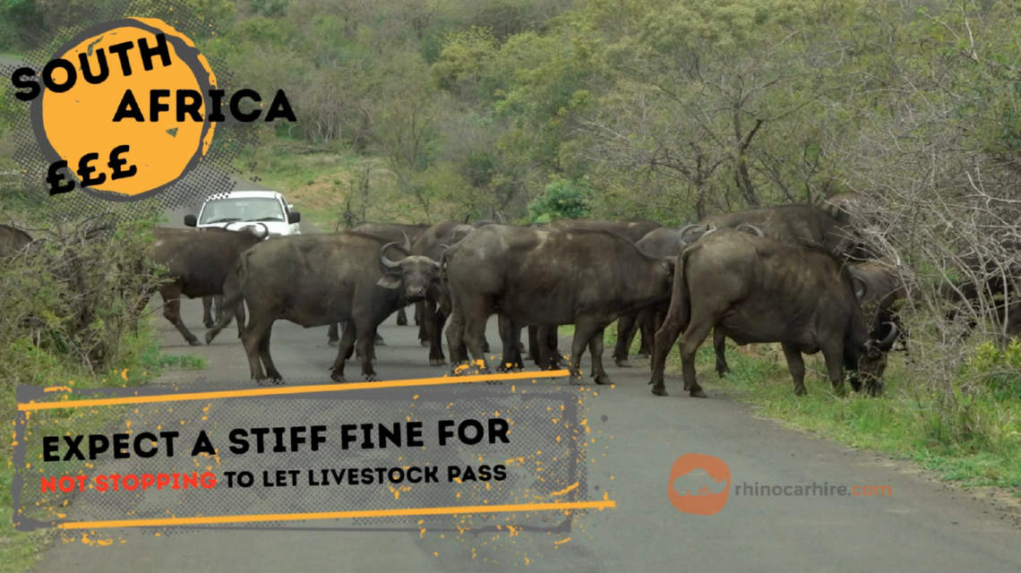 Illegal to not stop for passing animals in South Africa