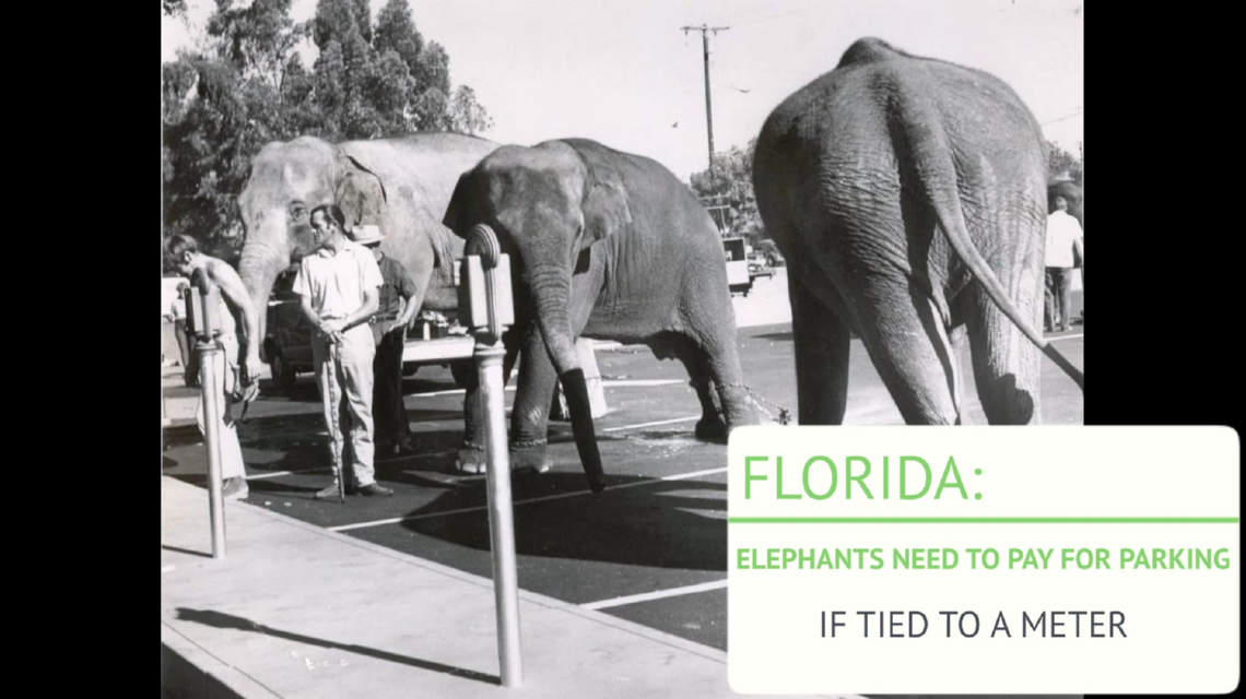 Elephants must pay parking if tied to a metere in Florida