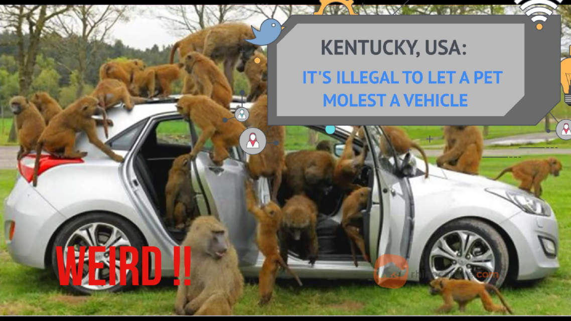 Pets are not allowed to molest a car in Kentuck, USA