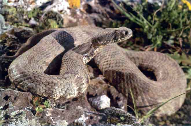 Snakes Of Cyprus