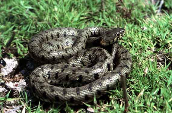 Cyprus Whip Snake