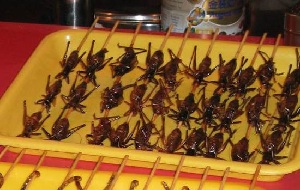 Grasshoppers and Locusts