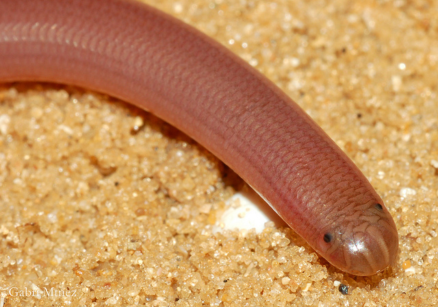 sex in worms gipsabdruck vagina sex in worms gipsabdruck vagina