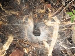 Mediterranean Funnel Web Spider