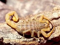 Greek scorpion