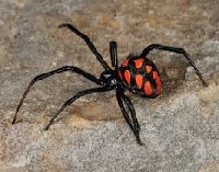 Mediterranean Widow Spider