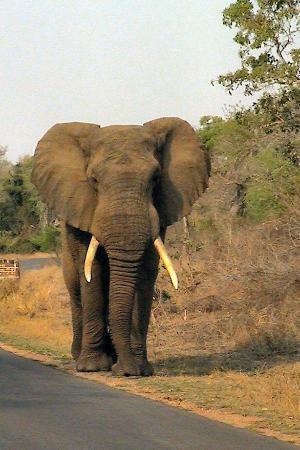 Elephant in Kruger National Park