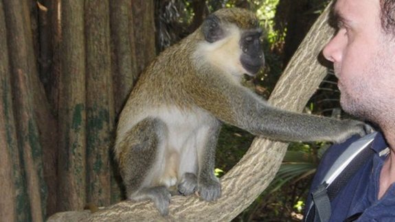 The Monkey Park in Gambia