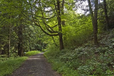Cavan - Forest