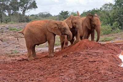 Nairobi - Baby Elephants