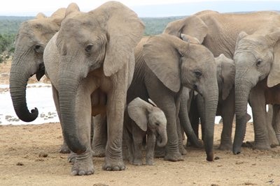 Port Elizabeth - Elephants
