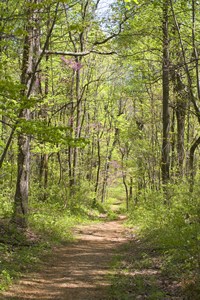 The Appalachian Trail USA