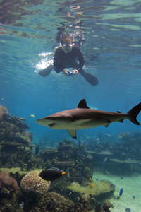 Scuba Diving