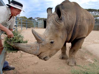 Rampaging Rhino