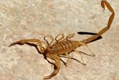 Arizona Bark Scorpion Mexico