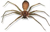 Apache Brown Spider