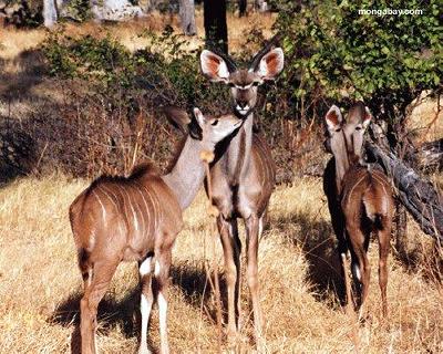 Picture Of Botswana - Antelope