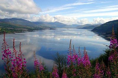 Picture Of Ireland - Flowers