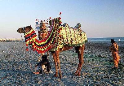 Picture Of Pakistan - Camel