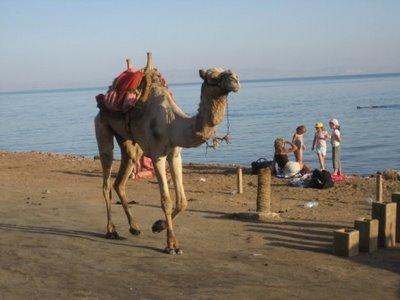Picture Of Saudi Arabia - Camel