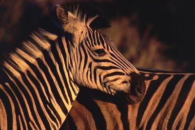 South Africa- Zebra