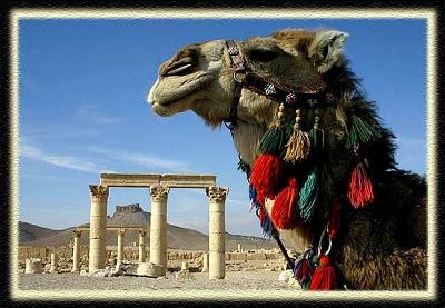 Picture of Syria Camel