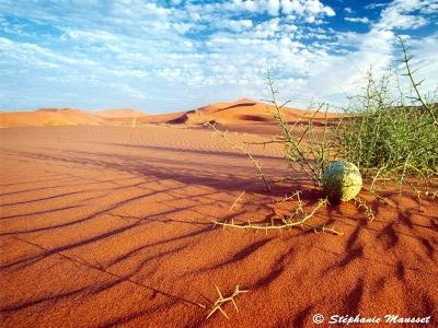 Picture Of Zimbabwe Desert