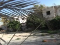 Orange Tree behind Famagusta Fence