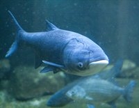 Giant carp Spain