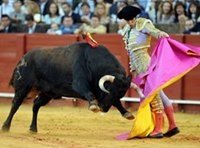 Bullfighting Spain