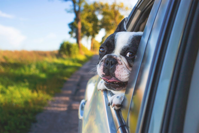 are dogs allowed in hire cars