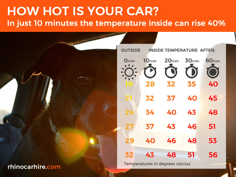 dog in a hot car