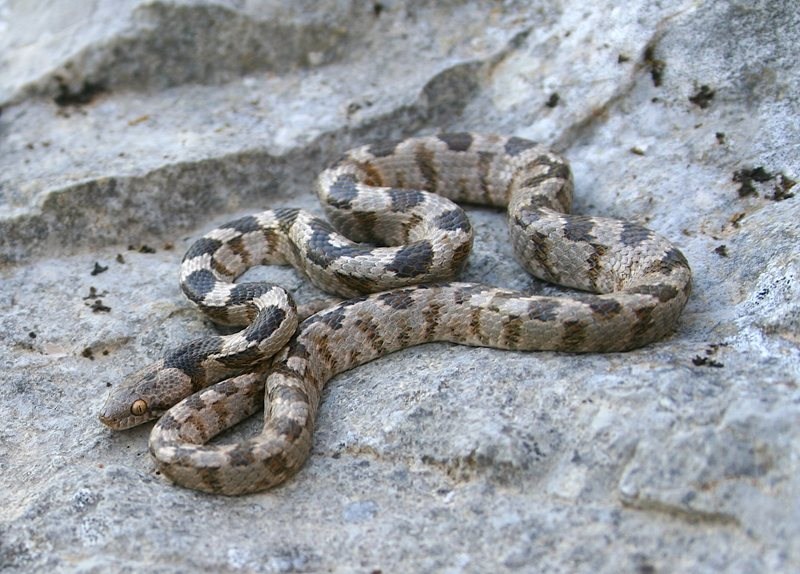 Cat-Snake Telescopus - Fallax, Cyprus.