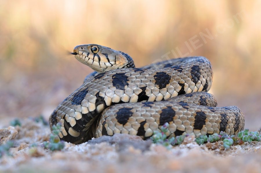 Cyprus Grass Snake Natrix Natrix Cypriaca