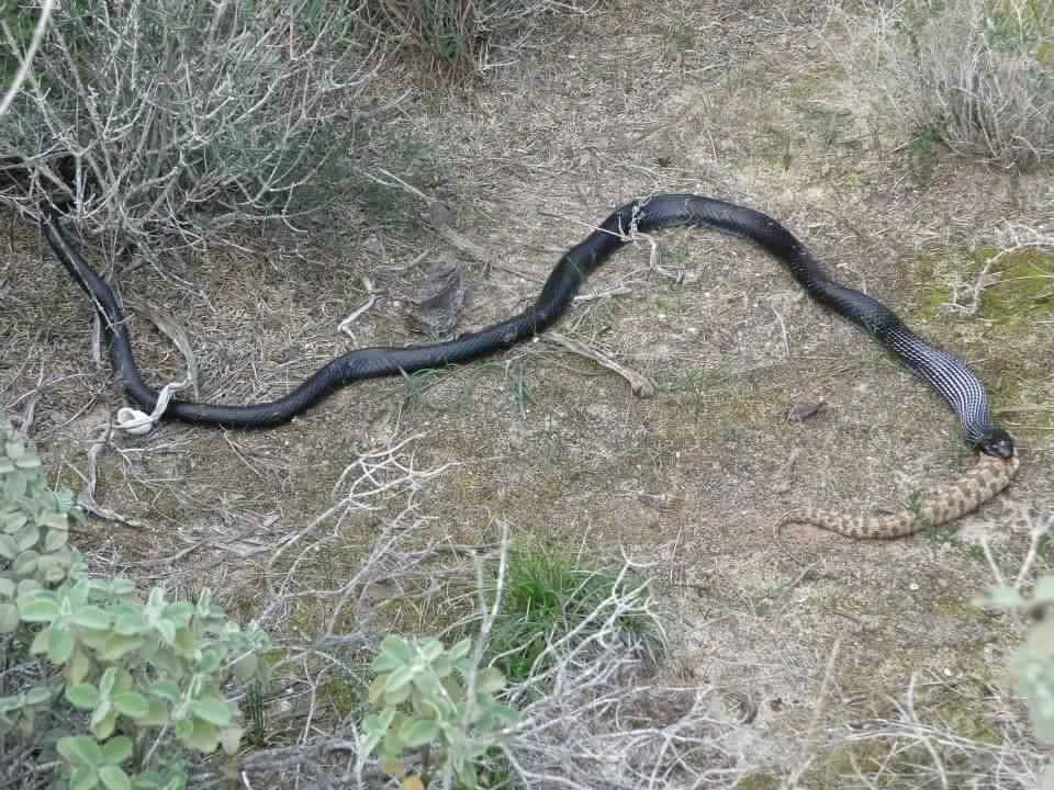 Cyprus Black Whip Snake eating Blunt Nosed Viper