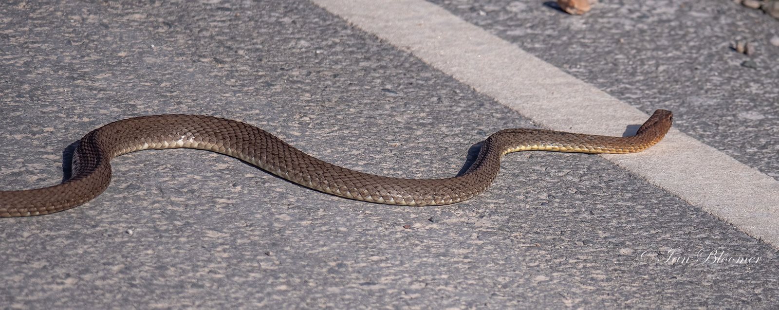 Eastern Montpellier Snake
