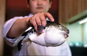 Fugu Fish