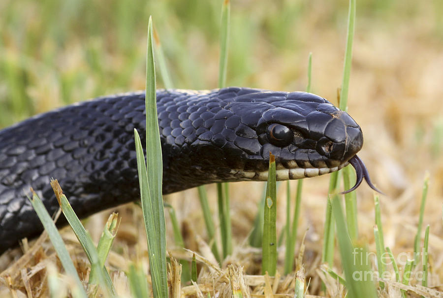 Large Whip Snake Coluber Jugularis Cyprus