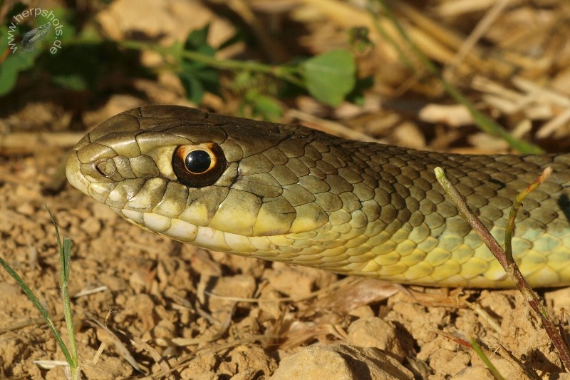 Montpellier Snake - Malpolon Monspessulanus, Cyprus