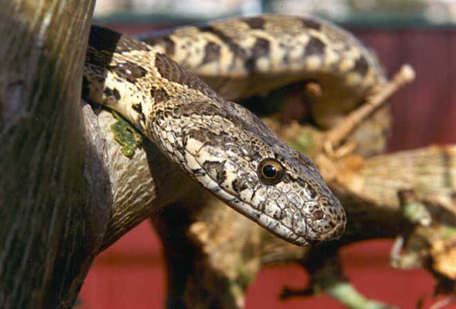 The Coin Snake or Ravergier’s Whip Snake ,Coluber Numifer