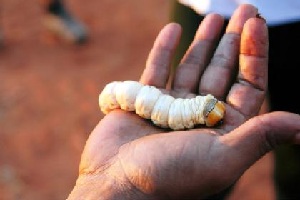 Witchetty Grubs