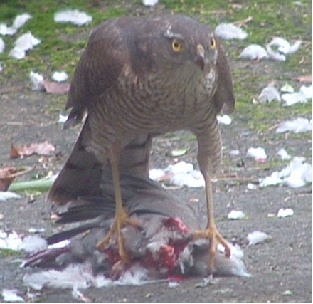 Sparrow Hawk in Bristol