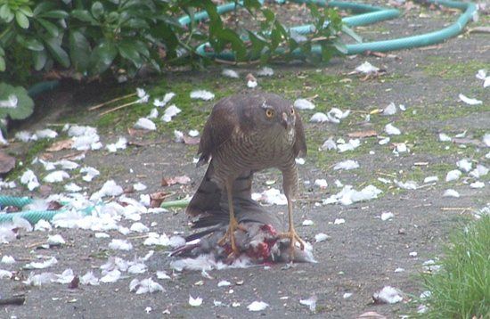 Sparrow Hawk