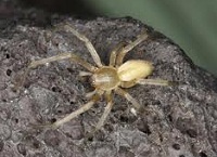 Yellow Sac Spider