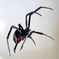 Black-Widow-Spain