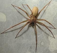 Brown Recluse Spider