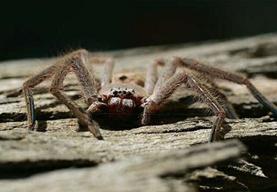 Huntsman Spider