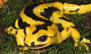 Salamander