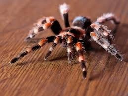 Tarantola Spider